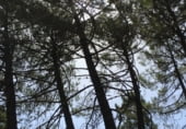 Non-developable land for sale on Polígono 21 Parcela 3 - VALDIJADOS, Zarzuela, ref: TR98846 photo
