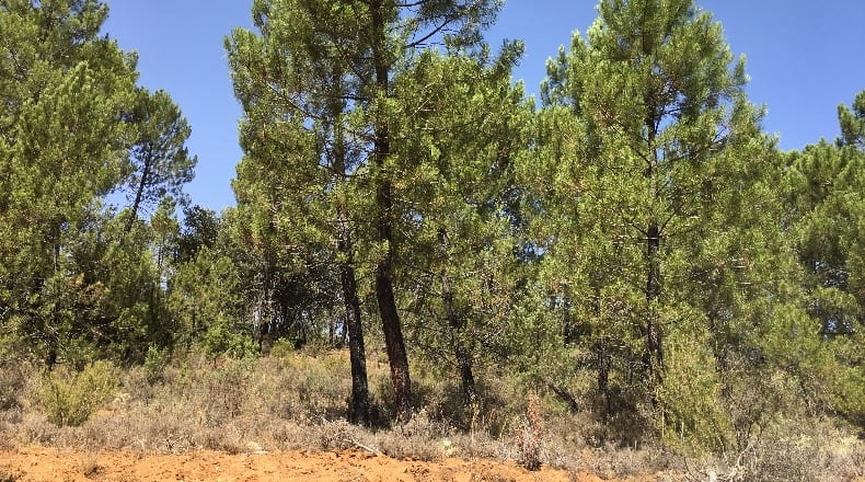 Cuenca - Zarzuela - 15520m2