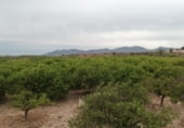Non-developable land for sale on La Murada, ref: TR98854 photo