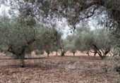 Non-developable land for sale on La Murada, ref: TR98854 photo
