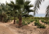 Non-developable land for sale on La Murada, ref: TR98853 photo
