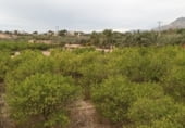 Non-developable land for sale on La Murada, ref: TR98853 photo