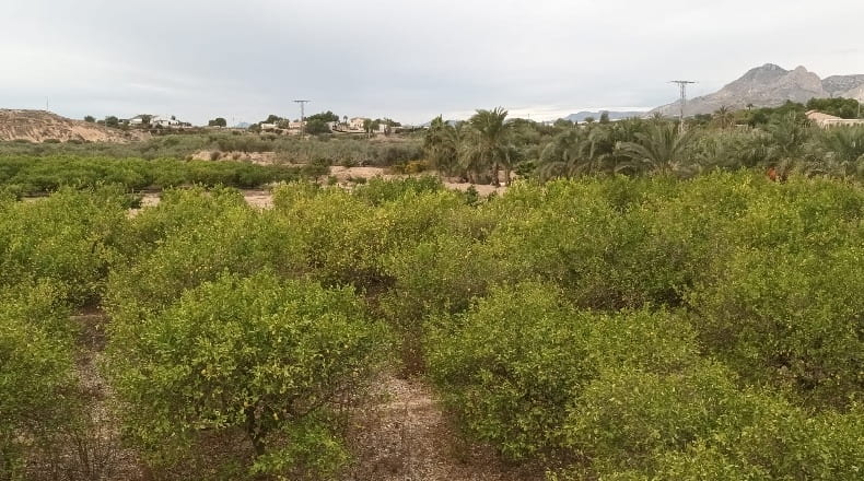 Alicante - La Murada - 22630m2