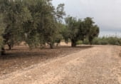Non-developable land for sale on La Murada, ref: TR98853 photo