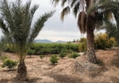 Non-developable land for sale on La Murada, ref: TR98853 photo
