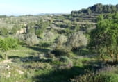 Finca rústica en venda a la Poligono 4 Parcela 64, Corbera d'Ebre, ref.: TR98950 foto