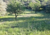 Finca rústica en venda a la Poligono 4 Parcela 64, Corbera d'Ebre, ref.: TR98950 foto