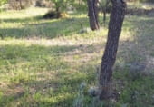 Finca rústica en venda a la Poligono 4 Parcela 64, Corbera d'Ebre, ref.: TR98950 foto