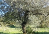 Finca rústica en venda a la Poligono 4 Parcela 64, Corbera d'Ebre, ref.: TR98950 foto