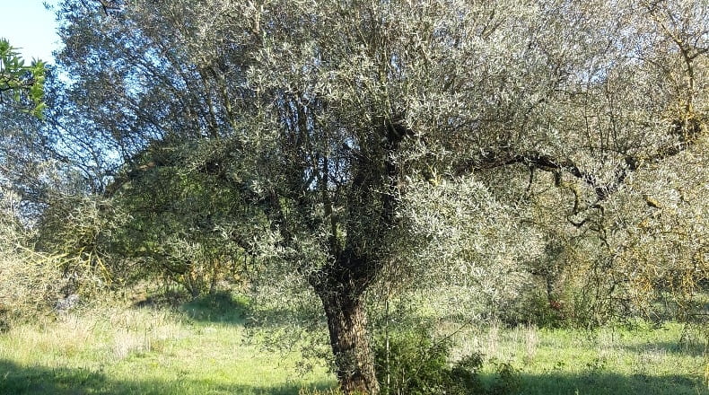 Tarragona - Corbera d'Ebre - 73896m2