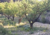 Finca rústica en venda a la Poligono 4 Parcela 64, Corbera d'Ebre, ref.: TR98950 foto