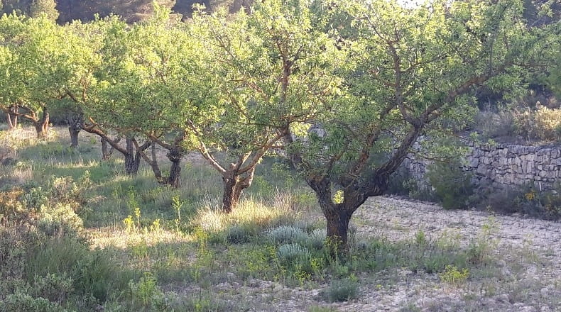 Tarragona - Corbera d'Ebre - 73896m2