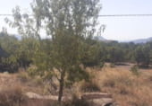 Non-developable land for sale on Partida Xinorla 1, Monóvar, ref: TR98311 photo