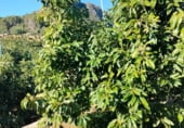 Non-developable land for sale on Avinguda de la Font Menor, Simat de la Valldigna, ref: TR98988 photo