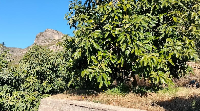 Valencia - Simat de la Valldigna - 7500m2
