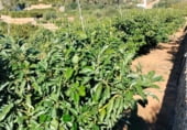 Non-developable land for sale on Avinguda de la Font Menor, Simat de la Valldigna, ref: TR98988 photo
