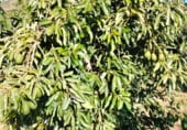 Non-developable land for sale on Avinguda de la Font Menor, Simat de la Valldigna, ref: TR98988 photo