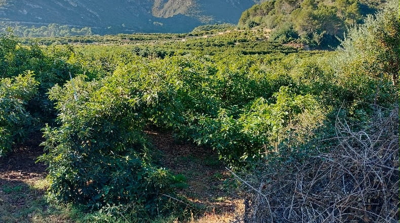 Valencia - Simat de la Valldigna - 7500m2