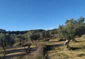 Non-developable land for sale on Polígono 27 Parcela 71, Maella, ref: TR99035 photo