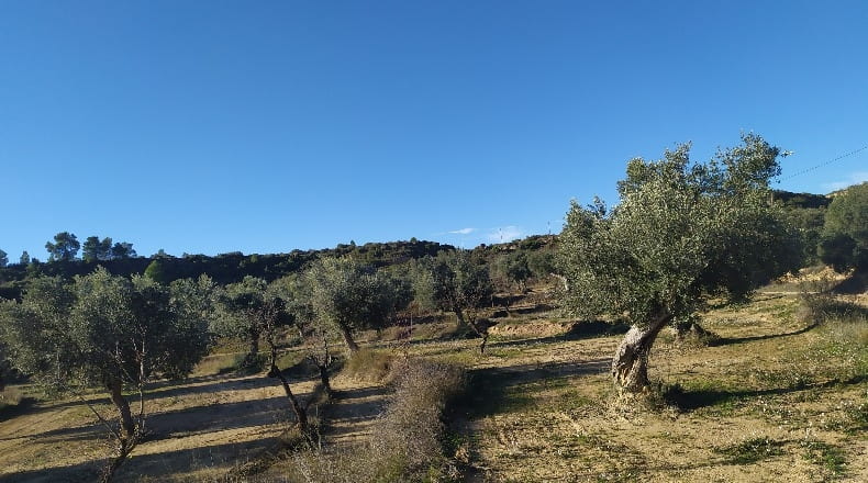 Zaragoza - Maella - 18828m2
