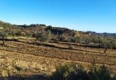 Non-developable land for sale on Polígono 27 Parcela 71, Maella, ref: TR99035 photo