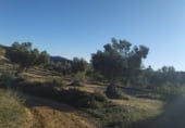 Non-developable land for sale on Polígono 27 Parcela 71, Maella, ref: TR99035 photo