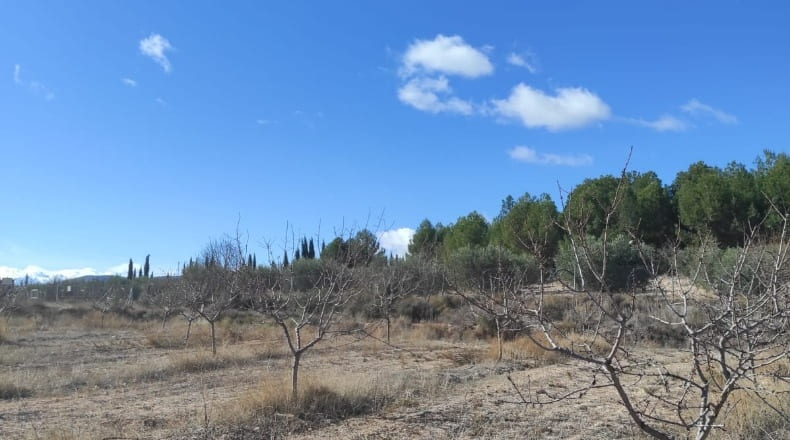Murcia - Caravaca de la Cruz - 10434m2