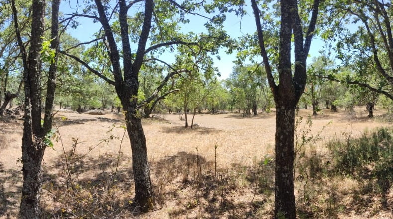 Community of Madrid - El Escorial - 7647m2