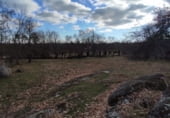 Non-developable land for sale on Calzada Romana, El Escorial, ref: TR99840 photo
