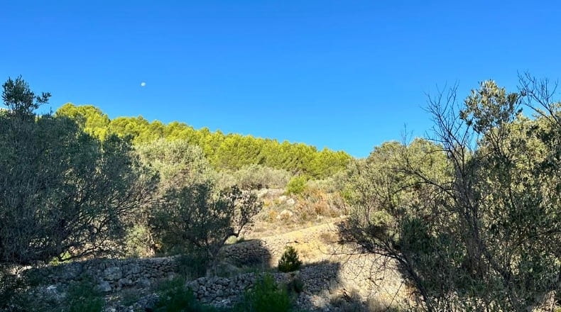 Alicante - Benimantell - 12917m2