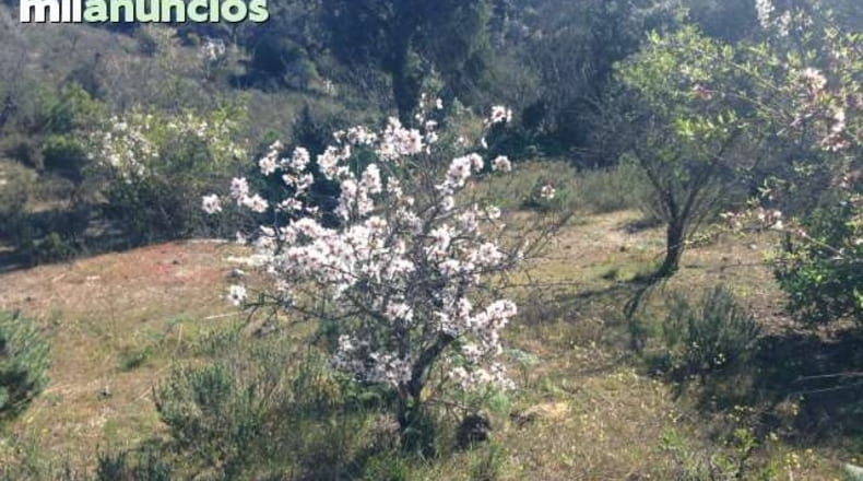Toledo - Almorox - 1000m2