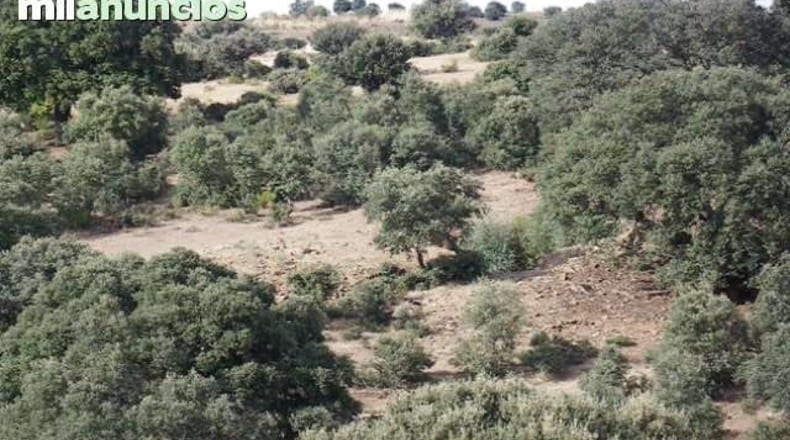Toledo - Almorox - 1000m2