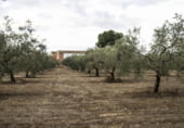 Casa solar amb terreny en venda a la Carretera Montilla-Nueva Cartella, Montilla, ref.: TR99958 foto