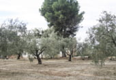 Casa solar amb terreny en venda a la Carretera Montilla-Nueva Cartella, Montilla, ref.: TR99958 foto