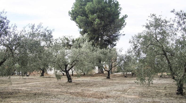 Córdoba - Montilla - 17500m2