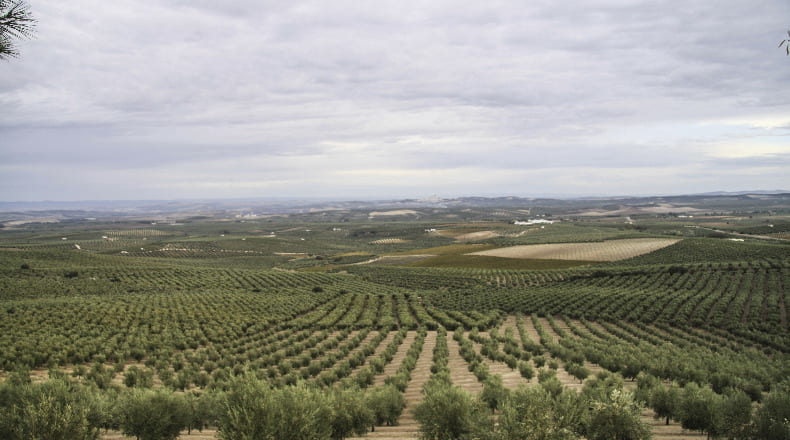 Córdoba - Montilla - 17500m2