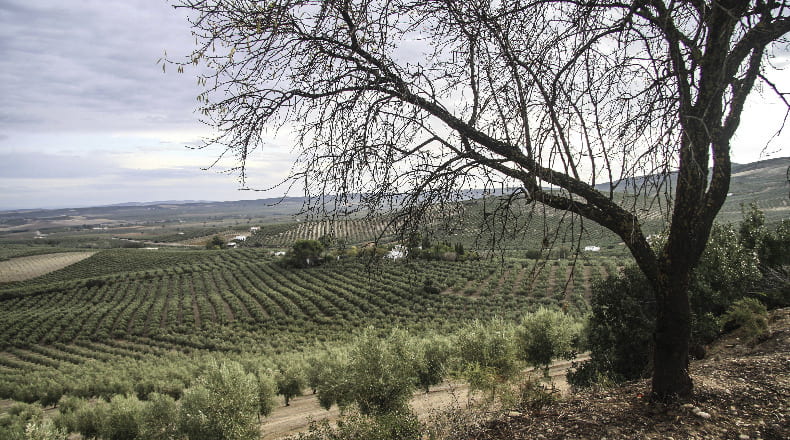 Córdoba - Montilla - 17500m2