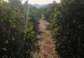 Non-developable land for sale on LLOC NOU DE FENOLLET, Llocnou d'en Fenollet, ref: TR100737 photo