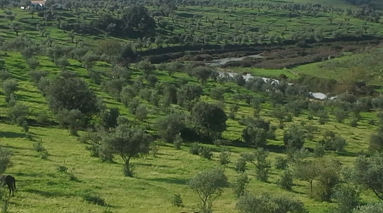 Badajoz - Olivenza - 450m2