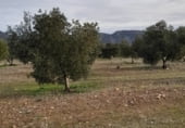 Non-developable land for sale on La Raña, Fuencaliente, ref: TR100912 photo