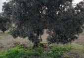 Non-developable land for sale on La Raña, Fuencaliente, ref: TR100912 photo