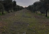 Non-developable land for sale on La Raña, Fuencaliente, ref: TR100912 photo