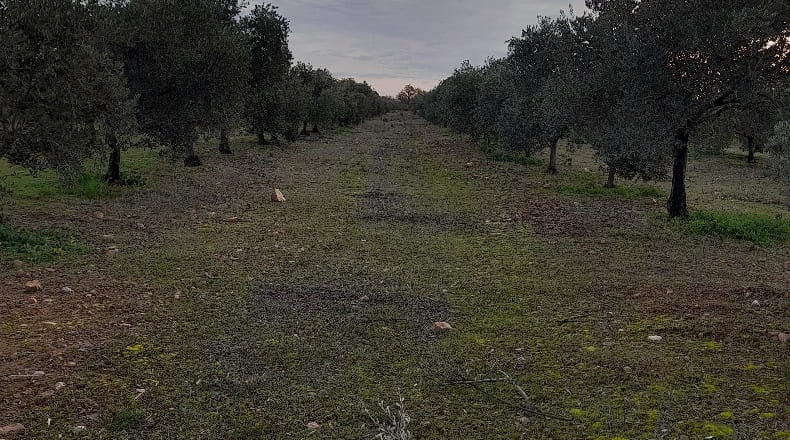 Ciudad Real - Fuencaliente - 160000m2