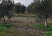 Non-developable land for sale on La Raña, Fuencaliente, ref: TR100912 photo