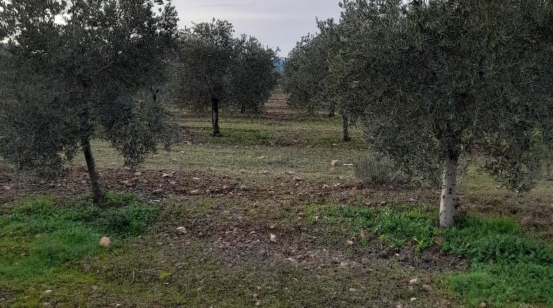 Ciudad Real - Fuencaliente - 160000m2