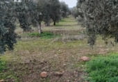 Non-developable land for sale on La Raña, Fuencaliente, ref: TR100912 photo