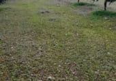 Non-developable land for sale on La Raña, Fuencaliente, ref: TR100912 photo