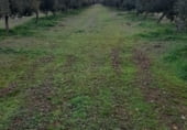 Non-developable land for sale on La Raña, Fuencaliente, ref: TR100912 photo