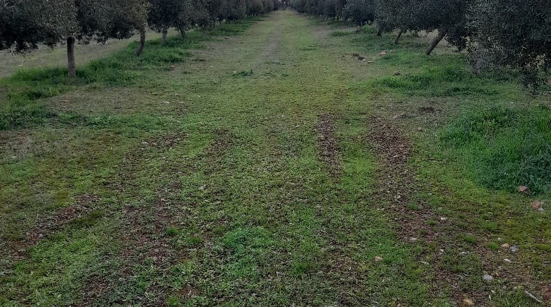 Ciudad Real - Fuencaliente - 160000m2