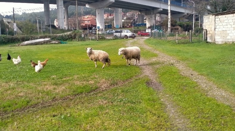 La Coruña - San Cristovo das Viñas - 4000m2